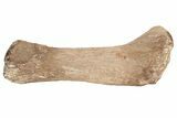 Fossil Plesiosaur Humerus - Asfla, Morocco #199976-2